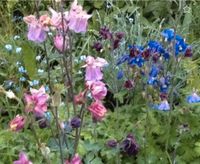 Akeleien BauernGarten rosa lila rot blau PflanzenStaude Insekten Brandenburg - Teltow Vorschau