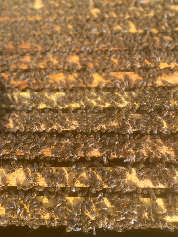 2x Carnica Bienen Bienenvölker Wirtschaftsvölker DNM in Beiersdorf-Freudenberg