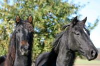 Pferdepfleger..Stallhilfe gesucht Hessen - Borken Vorschau