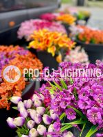 Dekopflanzen, Kunstblumen mieten statt kaufen | Verleihangebot Mecklenburg-Vorpommern - Wismar Vorschau