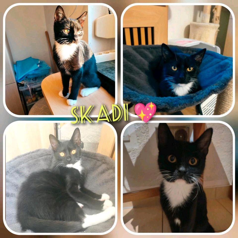 Kitten, Katzenbaby, Katze,kastriert, EKH ❤️ Skadi ❤️ in Finsterwalde