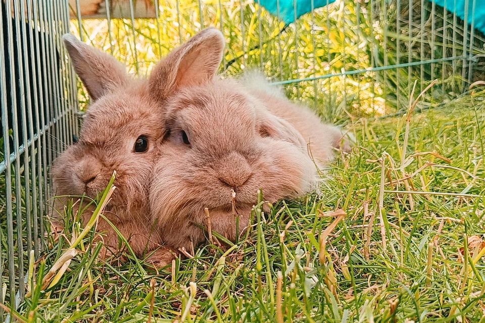 ❤️Pädagogisch begleiteter Umgang mit Tieren ❤️ in Liebenburg