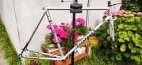 Vintage Rennrad Reynolds 531 Rahmenset 57 ct Peugeot PX10 PY10 Bonn - Beuel Vorschau