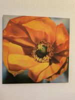 Bild, orange Blume Niedersachsen - Hatten Vorschau