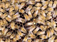 Bienenvolk auf Dadant US zu verkaufen 2023 Rheinland-Pfalz - Bellheim Vorschau