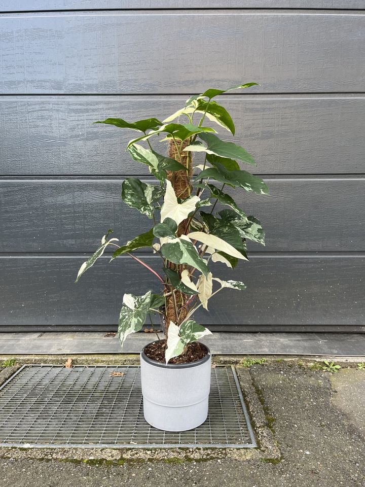 Syngonium Albo Variegata verschiedene Größen in Hannover