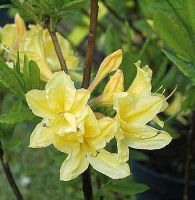 Azalee Arpege 40-50cm - Rhododendron luteum - Alpenrose Niedersachsen - Bad Zwischenahn Vorschau