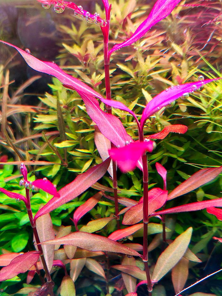 Aquarium Pflanzen "Persicaria Sau Paulo" in Herford