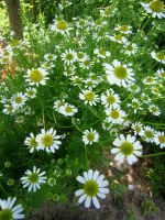 3x Echte Kamille Teepflanze Heilkräuter Pflanze Tee Naturgarten Hessen - Liebenau Vorschau