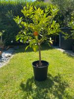 Baum Mandarine Citrusbaum Bayern - Zeilarn Vorschau
