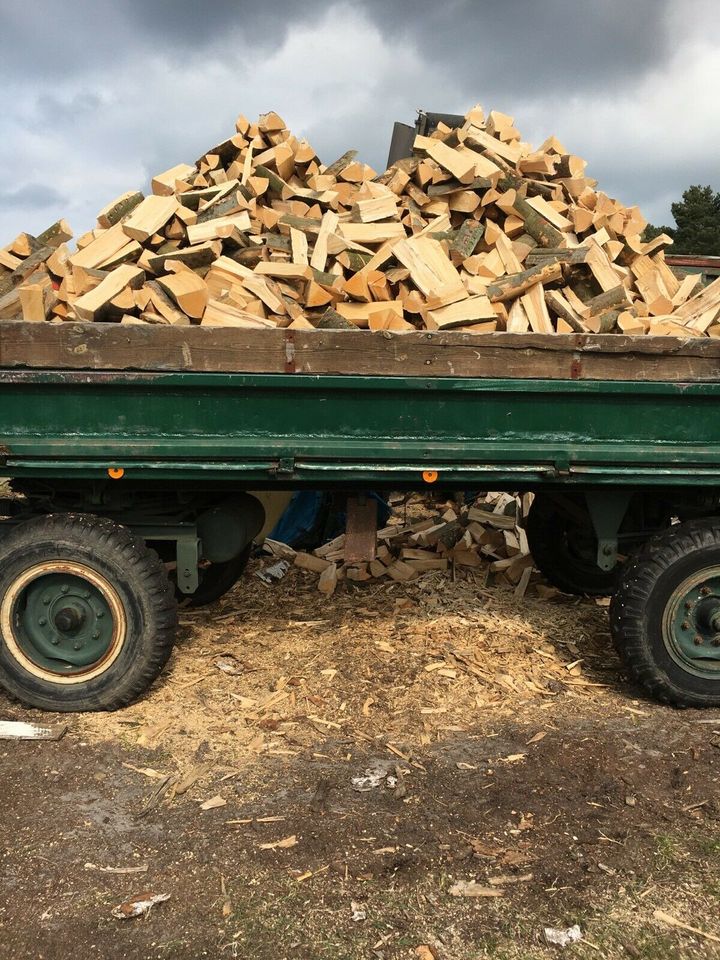 Kaminholz Brennholz Stammholz Buche in Trassenheide