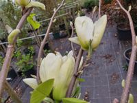 Magnolie Yellow River Hochstamm / Magnolia Yellow River Nordrhein-Westfalen - Bocholt Vorschau