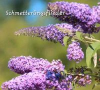 Schmetterlingsflieder, Flieder, Insektenfreundlich Busch, Baum Bayern - Urspringen Vorschau