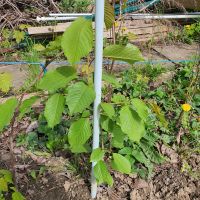 Kleine Kirschbaum  Garten Pflanzen Nordrhein-Westfalen - Bad Oeynhausen Vorschau