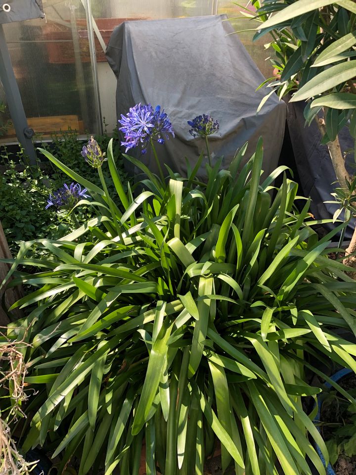 Agapanthus Schmucklilie blau in Neuss
