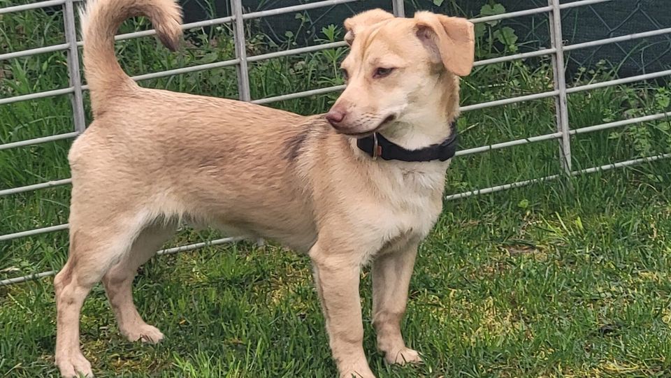 Floh Mischling Welpe Rüde in Geslau