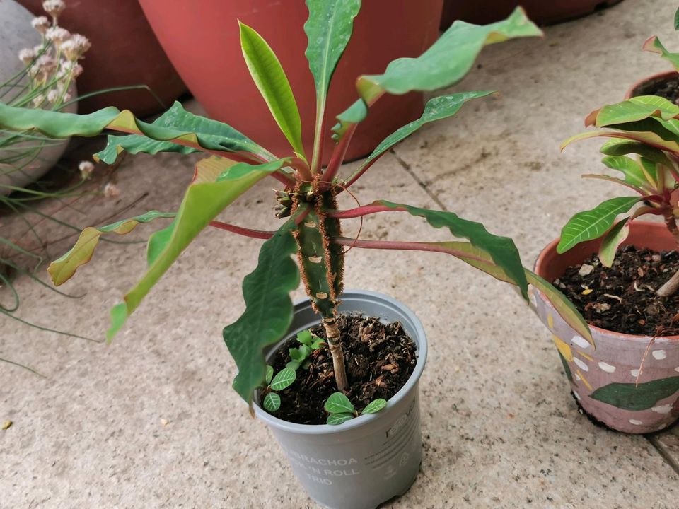 Spuckpalme euphorbia leuconeura, Juwel von Madagaskar in Troisdorf