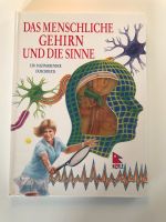 Das menschliche Gehirn und die Sinne Schleswig-Holstein - Großhansdorf Vorschau