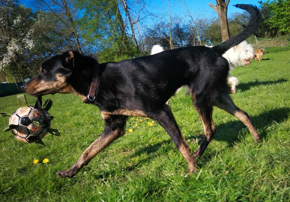 Mogli - junger unbekümmerter Spitzbub in Asendorf (Nordheide)