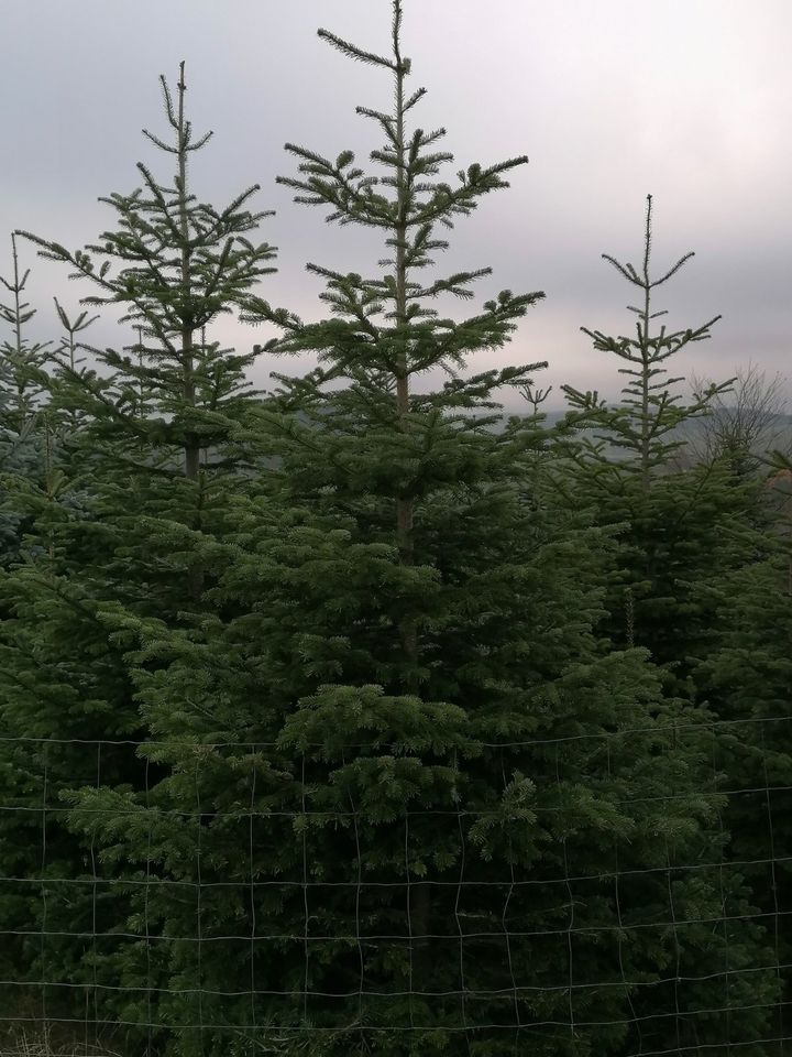 Nordmanntannen ab 2,8 Meter in Selbstwerbung zu verkaufen in Winterberg