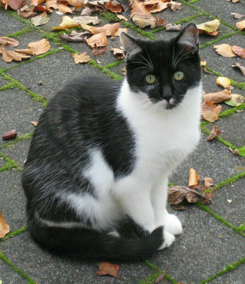 Kater POMPEJUS wird immer noch schmerzlich vermisst !!! in Brögbern