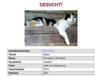 Suche immer noch meine Katze , bitte um Mithilfe!!! Bayern - Obing Vorschau