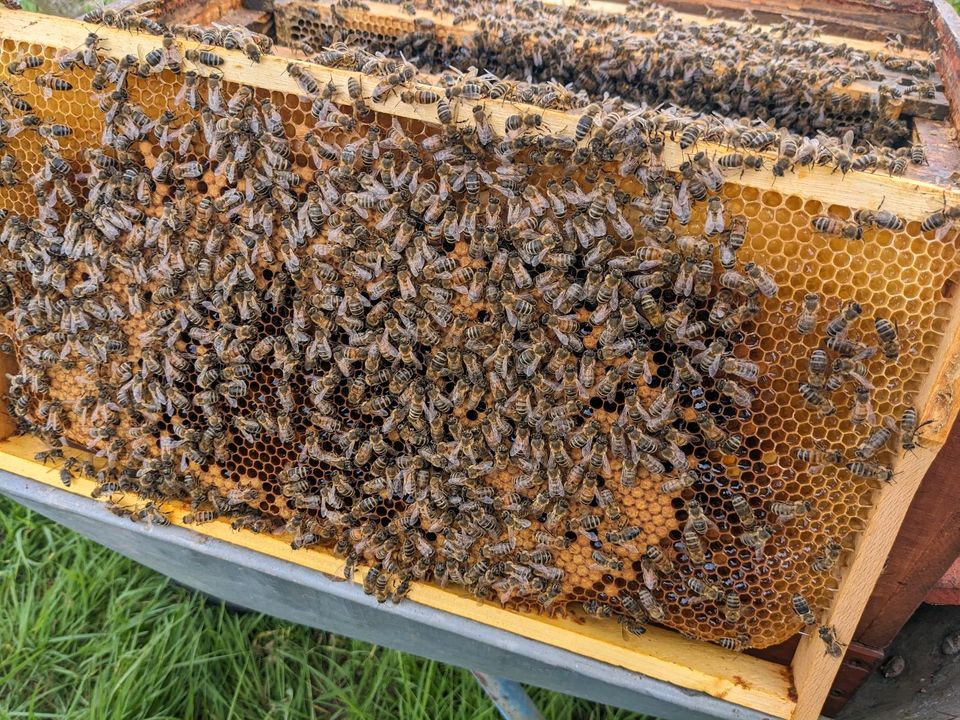 Bienen zu verkaufen Zandermaß in Offenburg