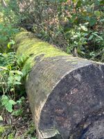 Baumarbeiten Baumpflege Baumfällung Baumschnitt Gartenpflege Niedersachsen - Steyerberg Vorschau