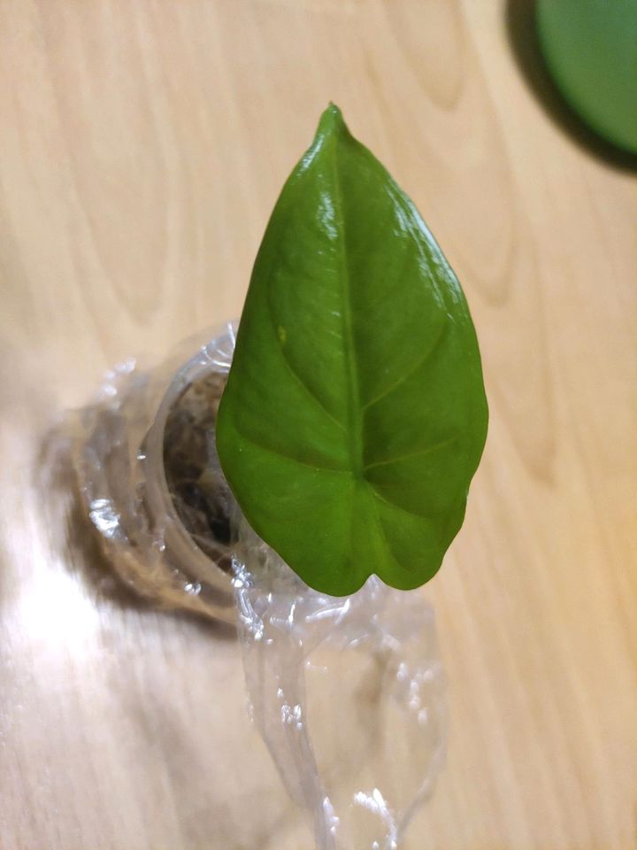 Alocasia Heterophylla corazon aus Rhizom Zimmerpflanze in Krefeld