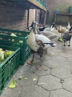 Wo kann ich meine Enten und Hühner unterbringen? Nordrhein-Westfalen - Gladbeck Vorschau