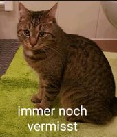 Katze entlaufen,  vermisst Bayern - Schmidmühlen Vorschau
