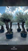 Olivenbäume jetzt bestellen für Frühjahr und Sommer Nordrhein-Westfalen - Hiddenhausen Vorschau