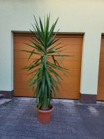 Yucca Palme Bayern - Lauf a.d. Pegnitz Vorschau