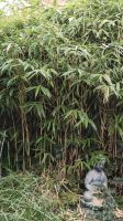 Bambus Gartenbambus breitblättrig Wandsbek - Hamburg Farmsen-Berne Vorschau
