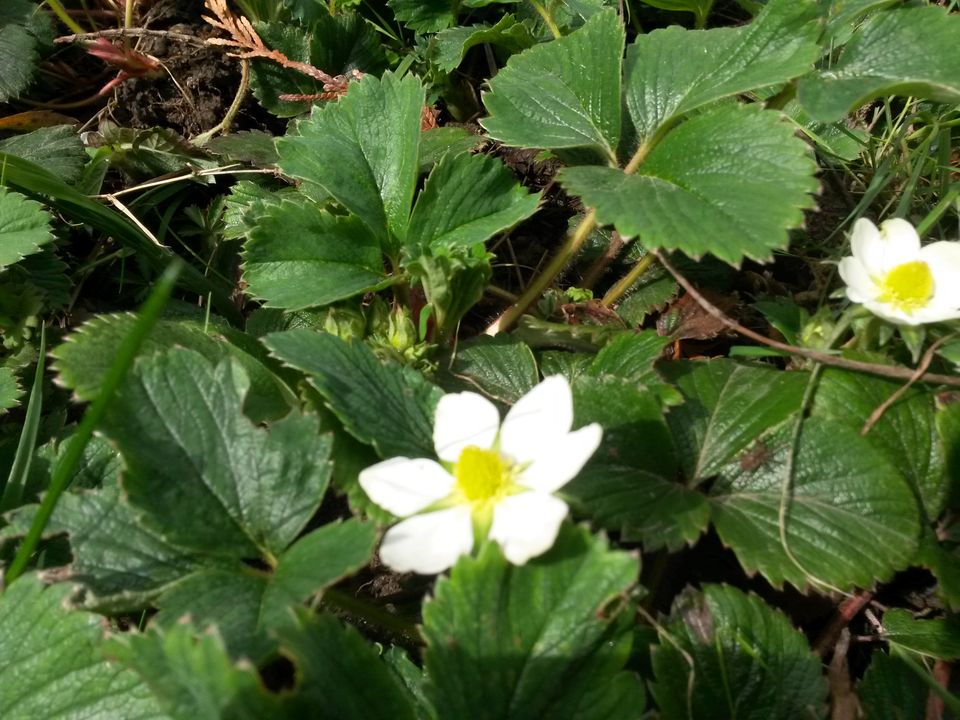 Erdbeerpflanzen abzugeben - große schon mit Blüten - feine Speise in Weil am Rhein