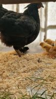 Hühner Küken Niedersachsen - Langwedel Vorschau