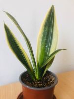 verschiedene Sansevierias, Snake plant, Zimmerpflanze Friedrichshain-Kreuzberg - Friedrichshain Vorschau