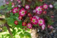 Moossteinbrech 'Frühlingsluft' Steingarten  Steinbrech Saxifraga Hessen - Liebenau Vorschau