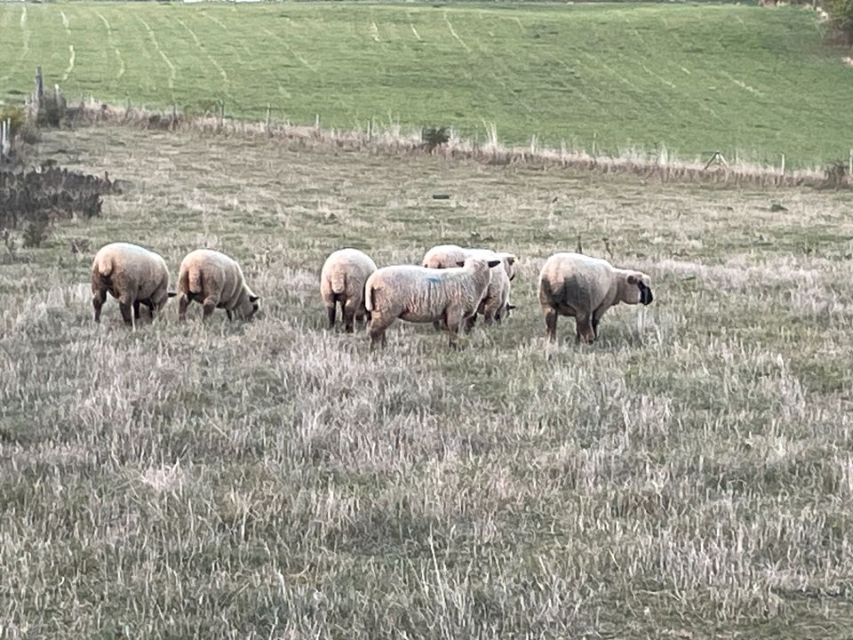 Schaf Patenschaft in Mechernich