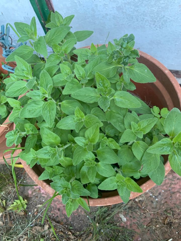 Frischer Oregano aus dem Garten-jederzeit abholbar-mehrjährig* in Rostock