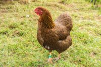 Bruteier unsere rebhuhnfarbigen Wyandotten groß Nordfriesland - Süderlügum Vorschau