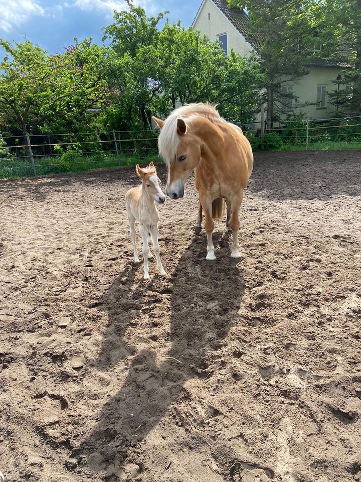 Haflinger | Haflingerstutfohlen | aus sporterfolgreicher Mutter! in Celle