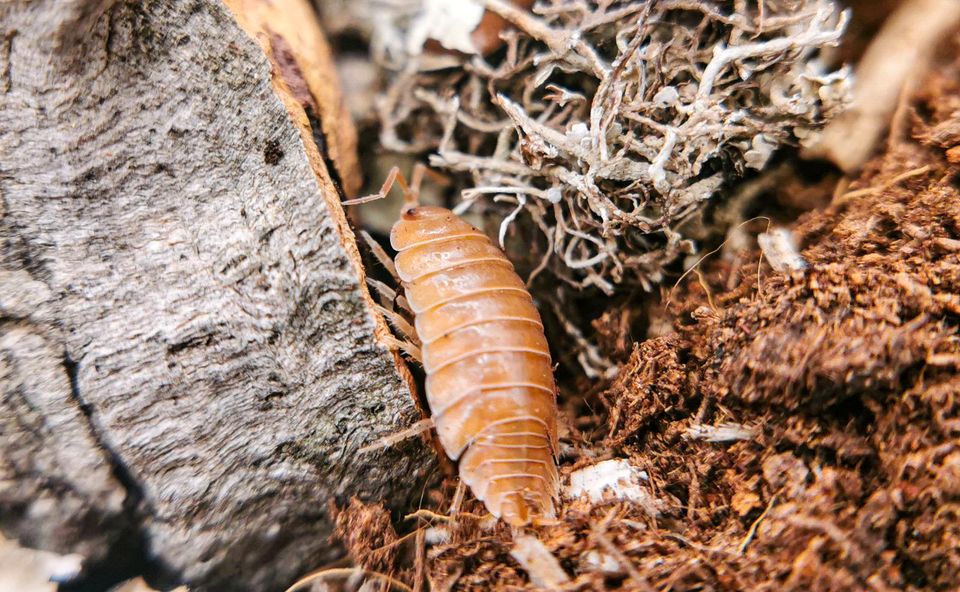 Porcellio laevis Orange Bodenpolizei Asseln in Schotten