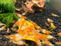 Orange Rili Garnelen Neocaridina 2,50€ Hamburg-Mitte - Hamburg Horn Vorschau