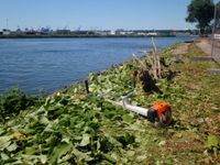 Vermietung / Verleih Motorsense Freischneider Stihl FS 350 KM Harburg - Hamburg Langenbek Vorschau