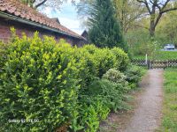 Schöne Büsche Niedersachsen - Visselhövede Vorschau