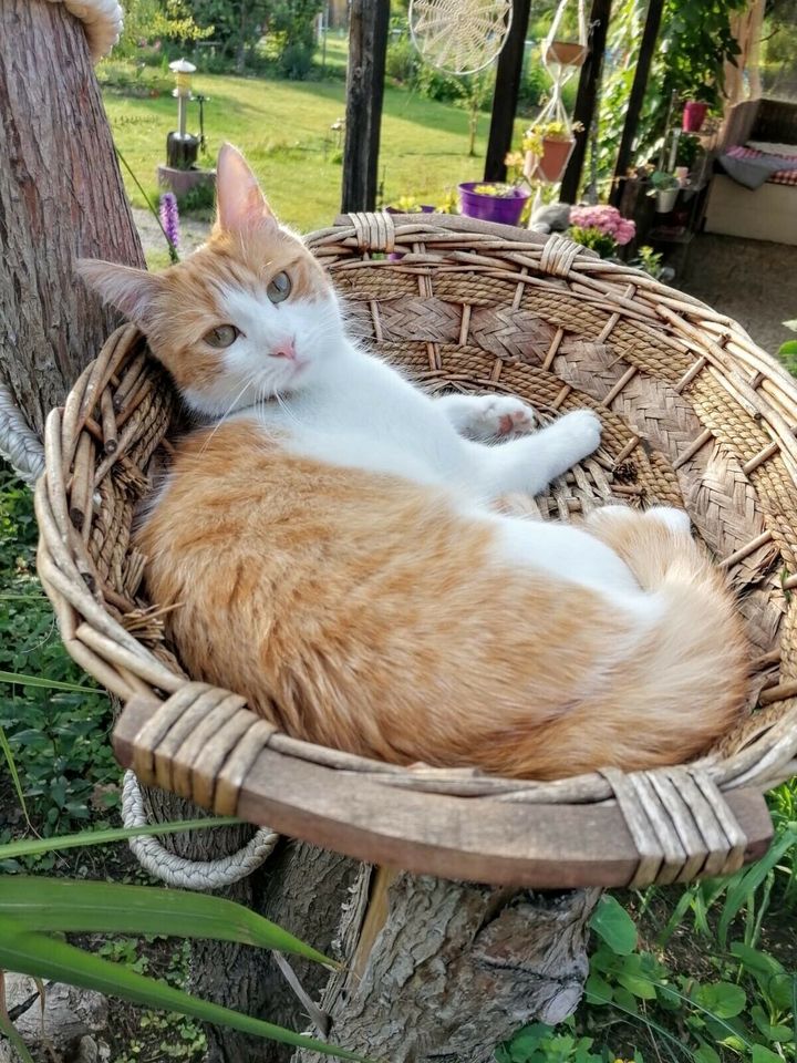 Nala weiss orange vermisst Kolonie Dornröschen Katze klein 27.06. in Hannover