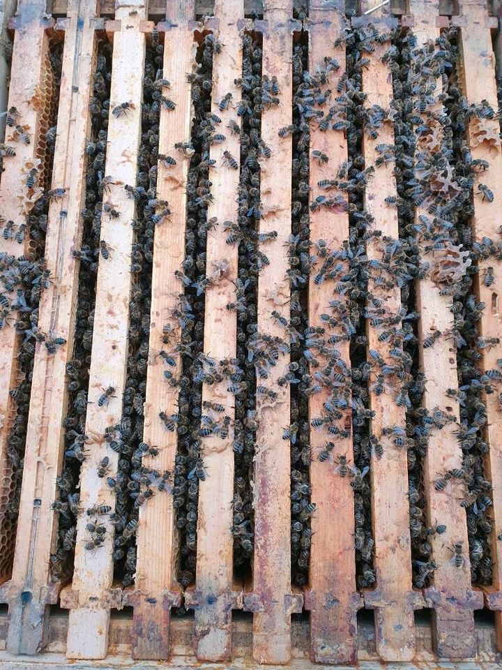 Bienenvölker auf Zander/Miniplus vierzargig in Nürnberg (Mittelfr)