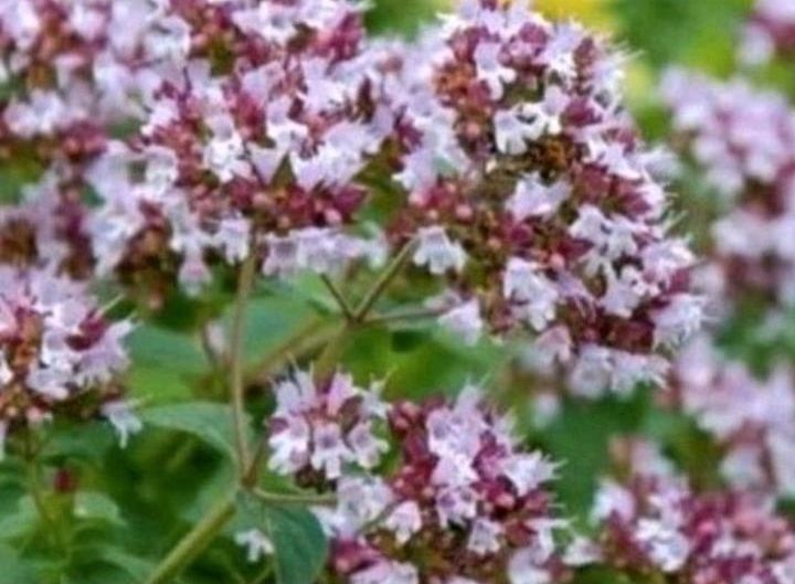 Oregano Pflanzen winterhart Heilkaut Antioxidans Küchengewürz in Berlin