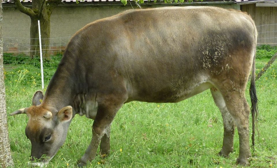 Rätisches Grauvieh/Jersey Färse in Schnaitsee